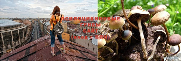 mdpv Волоколамск